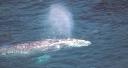 Ballenas jorobadas en salinas Ecuador